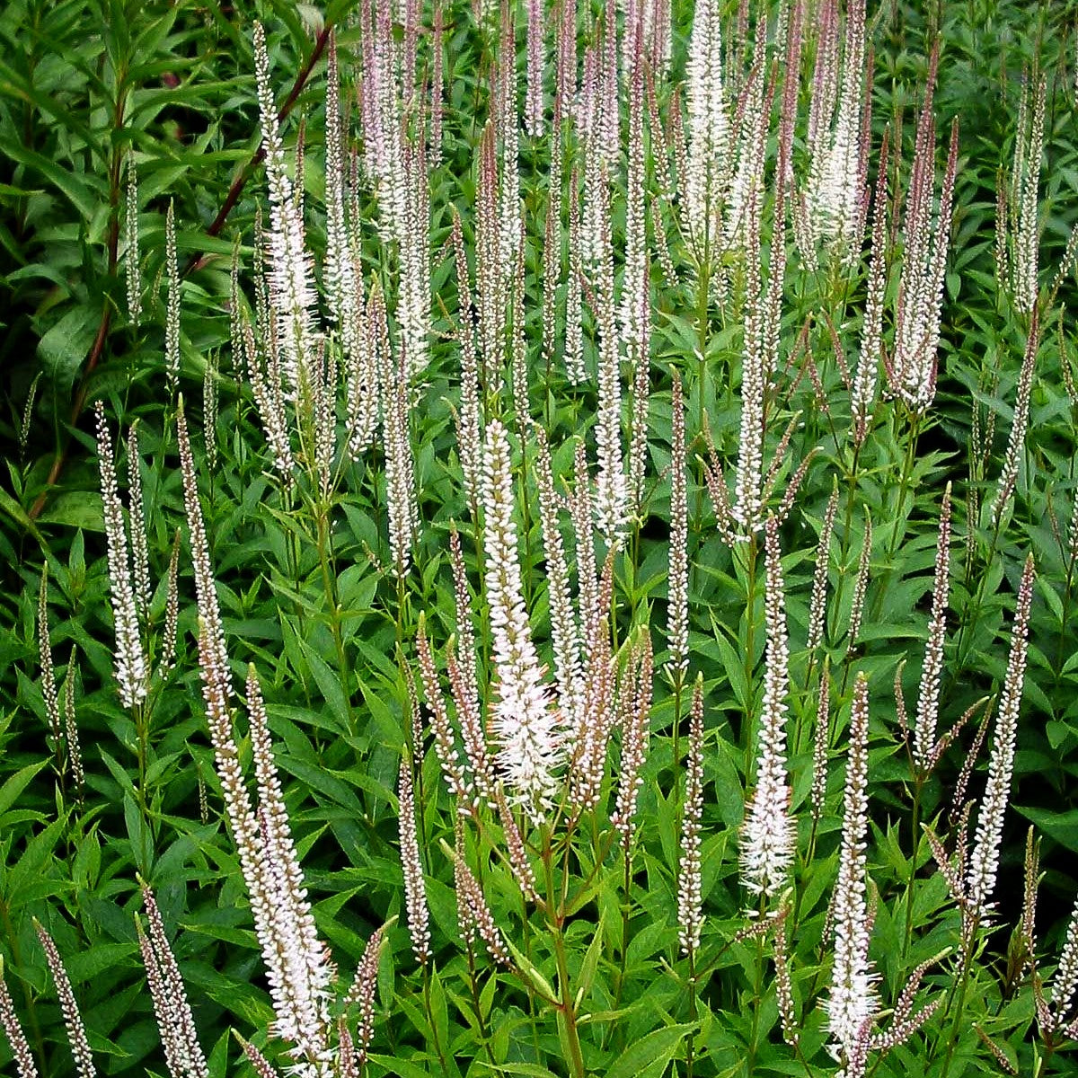 Kandelaberehrenpreis 'Diana' (Veronicastrum virginicum)