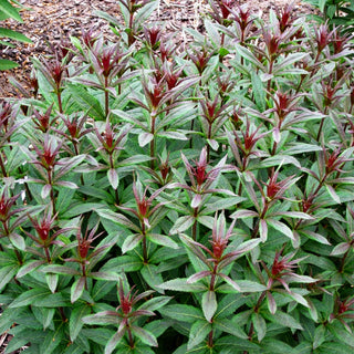 Kandelaberehrenpreis 'Erika' (Veronicastrum virginicum)