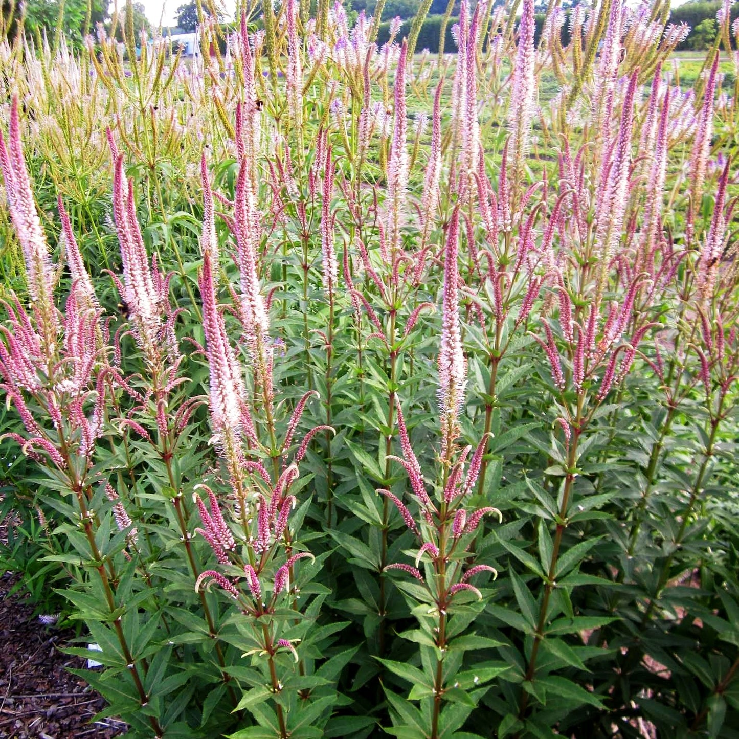 Kandelaberehrenpreis 'Erika' (Veronicastrum virginicum)