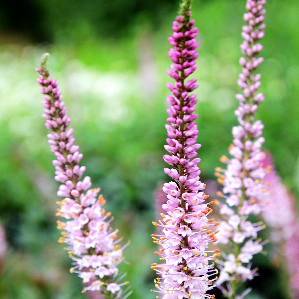 Kandelaberehrenpreis 'Erika' (Veronicastrum virginicum)