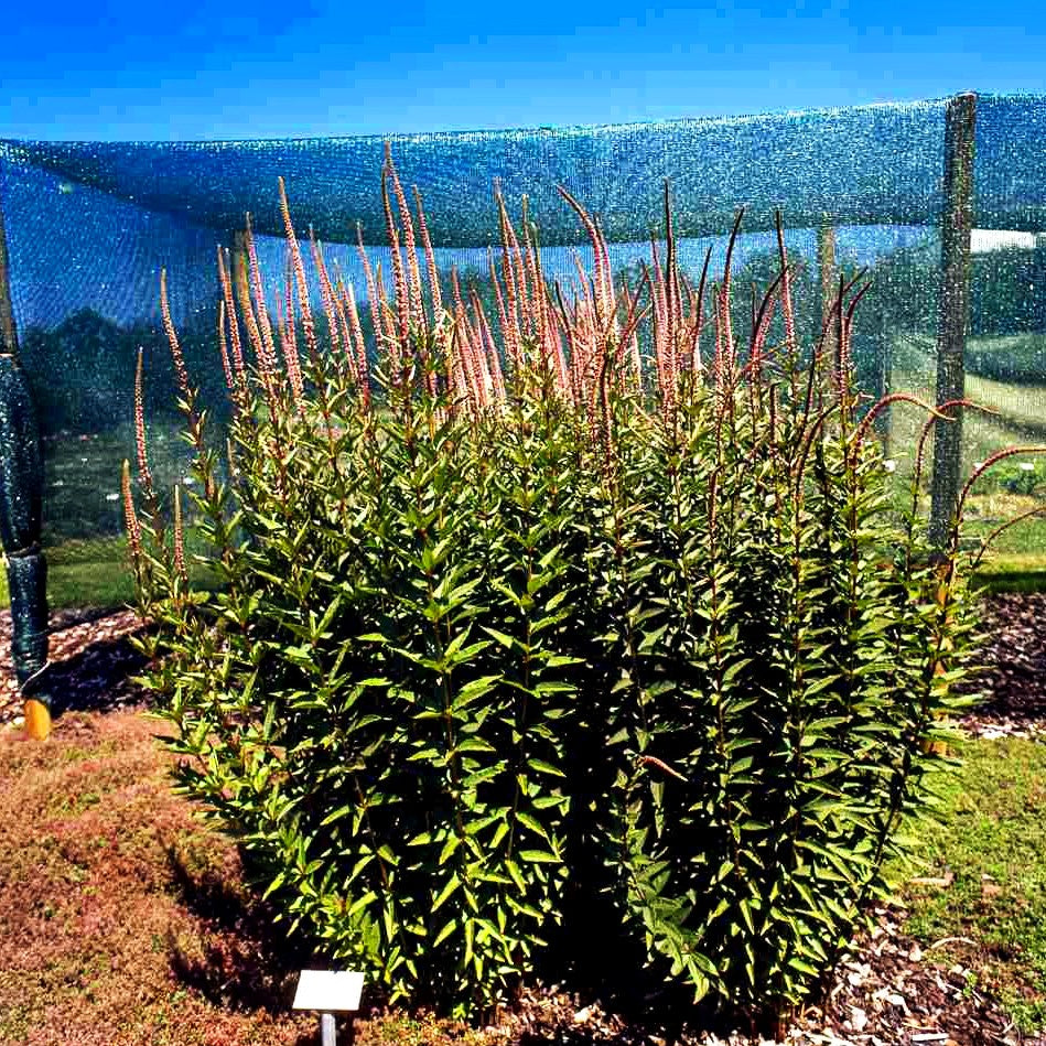 Kandelaberehrenpreis 'Erika' (Veronicastrum virginicum)