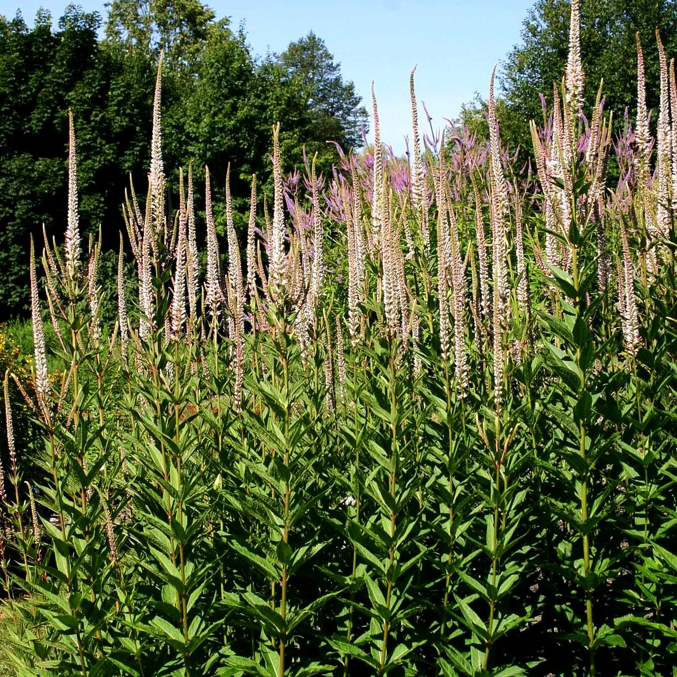 Kandelaberehrenpreis 'Erika' (Veronicastrum virginicum)