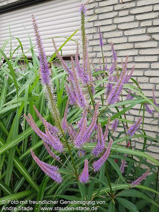 Kandelaberehrenpreis 'Fascination' (Veronicastrum virginicum)