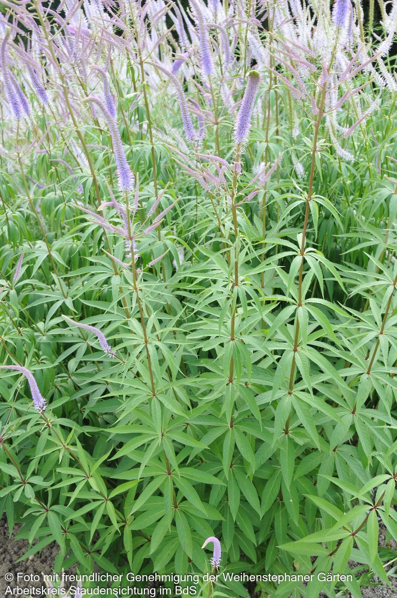 Kandelaberehrenpreis 'Fascination' (Veronicastrum virginicum)