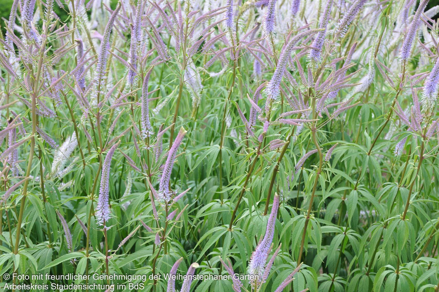 Kandelaberehrenpreis 'Fascination' (Veronicastrum virginicum)