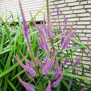 Kandelaberehrenpreis 'Fascination' (Veronicastrum virginicum)