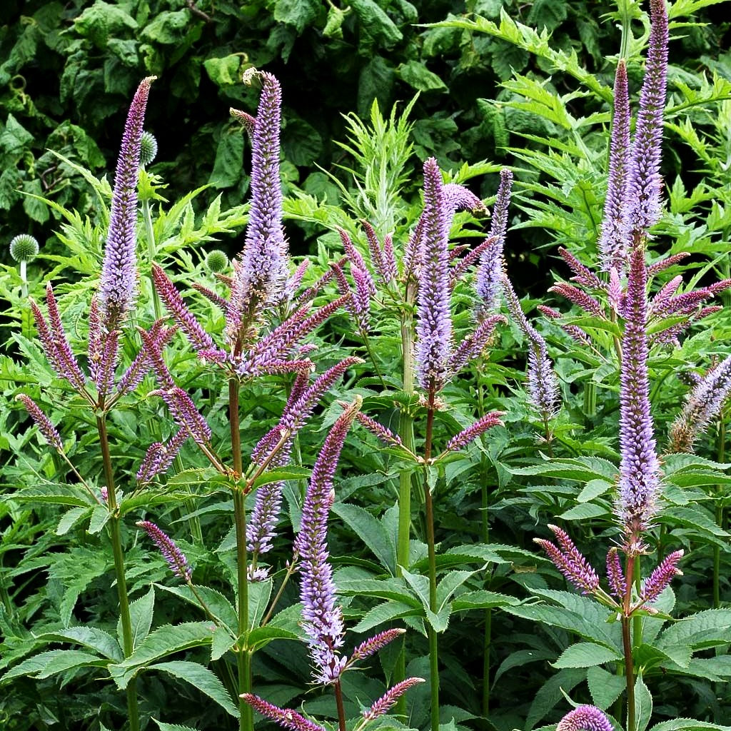 Kandelaberehrenpreis 'Fascination' (Veronicastrum virginicum)