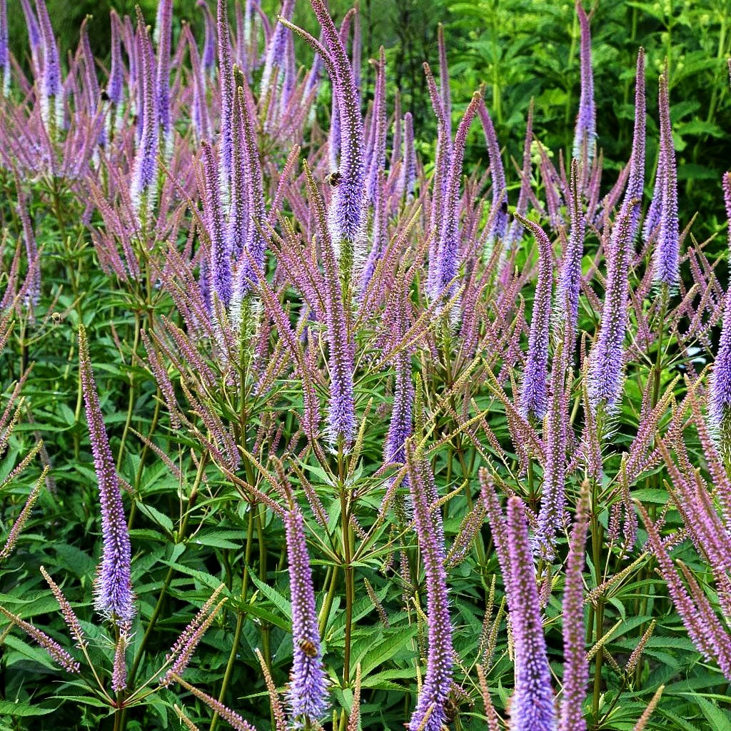 Kandelaberehrenpreis 'Fascination' (Veronicastrum virginicum)