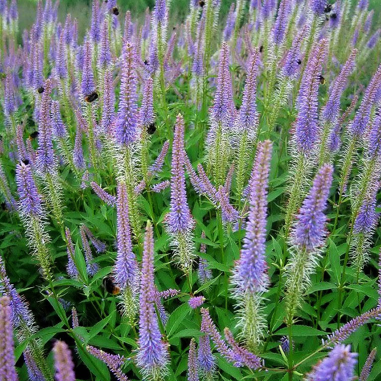 Kandelaberehrenpreis 'Fascination' (Veronicastrum virginicum)