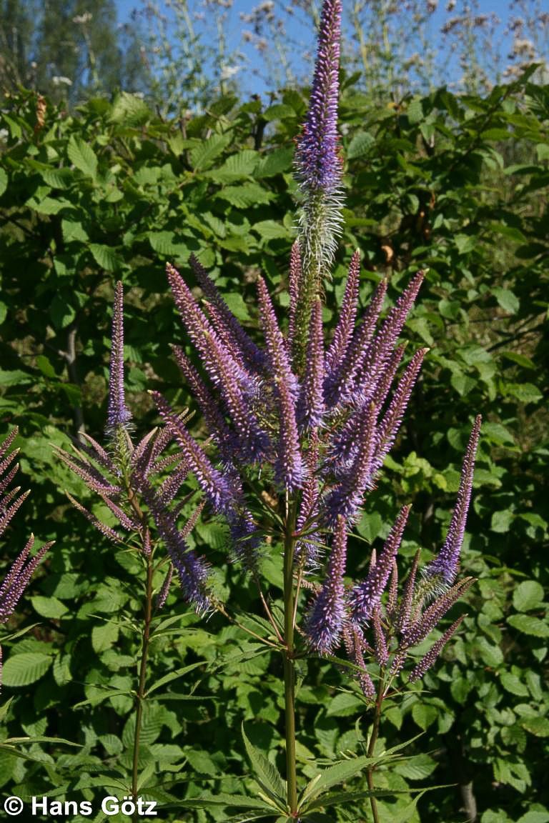 Kandelaberehrenpreis 'Fascination' (Veronicastrum virginicum)