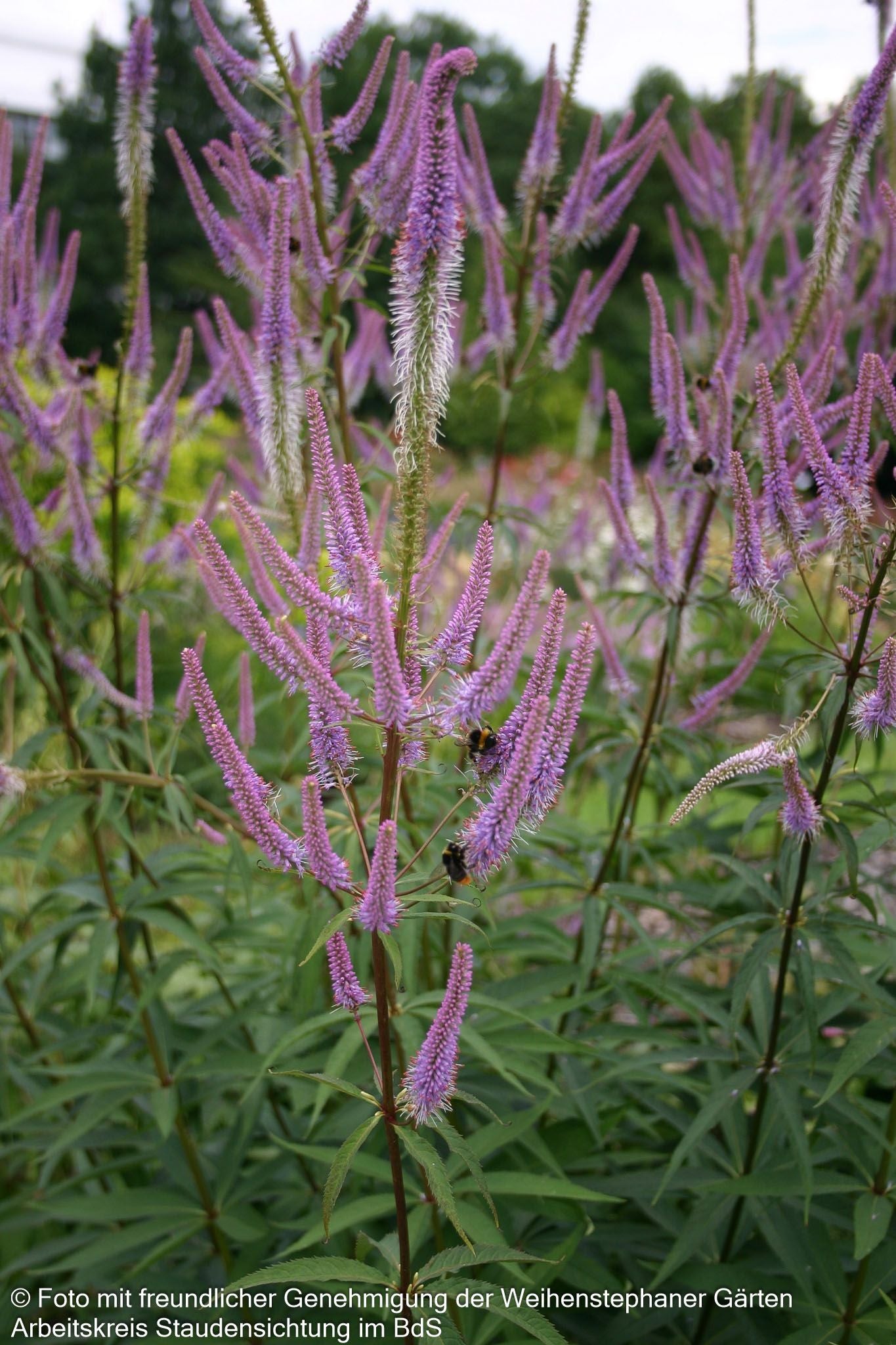 Kandelaberehrenpreis 'Fascination' (Veronicastrum virginicum)
