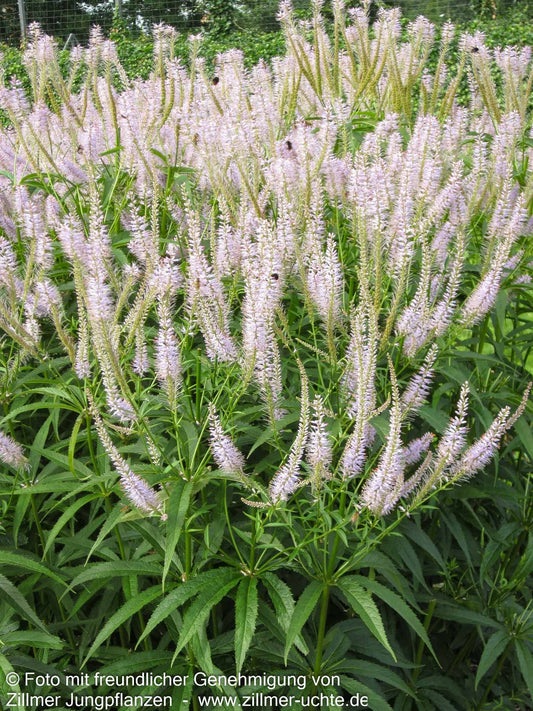 Kandelaberehrenpreis 'Lavendelturm' (Veronicastrum virginicum)