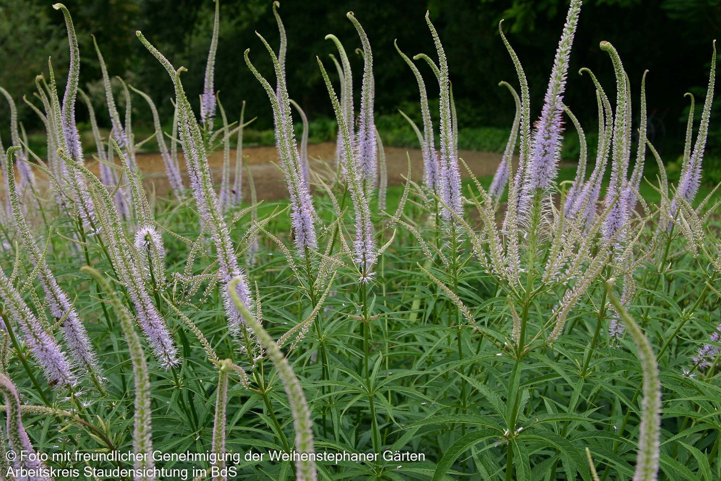 Kandelaberehrenpreis 'Lavendelturm' (Veronicastrum virginicum)