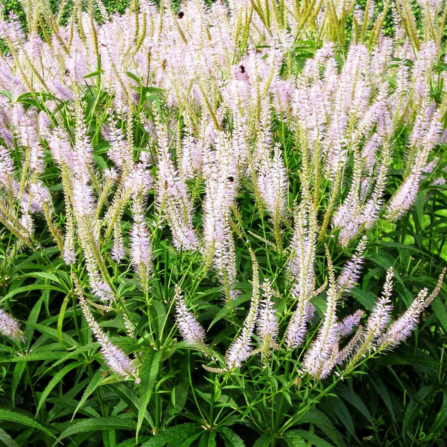 Kandelaberehrenpreis 'Lavendelturm' (Veronicastrum virginicum)
