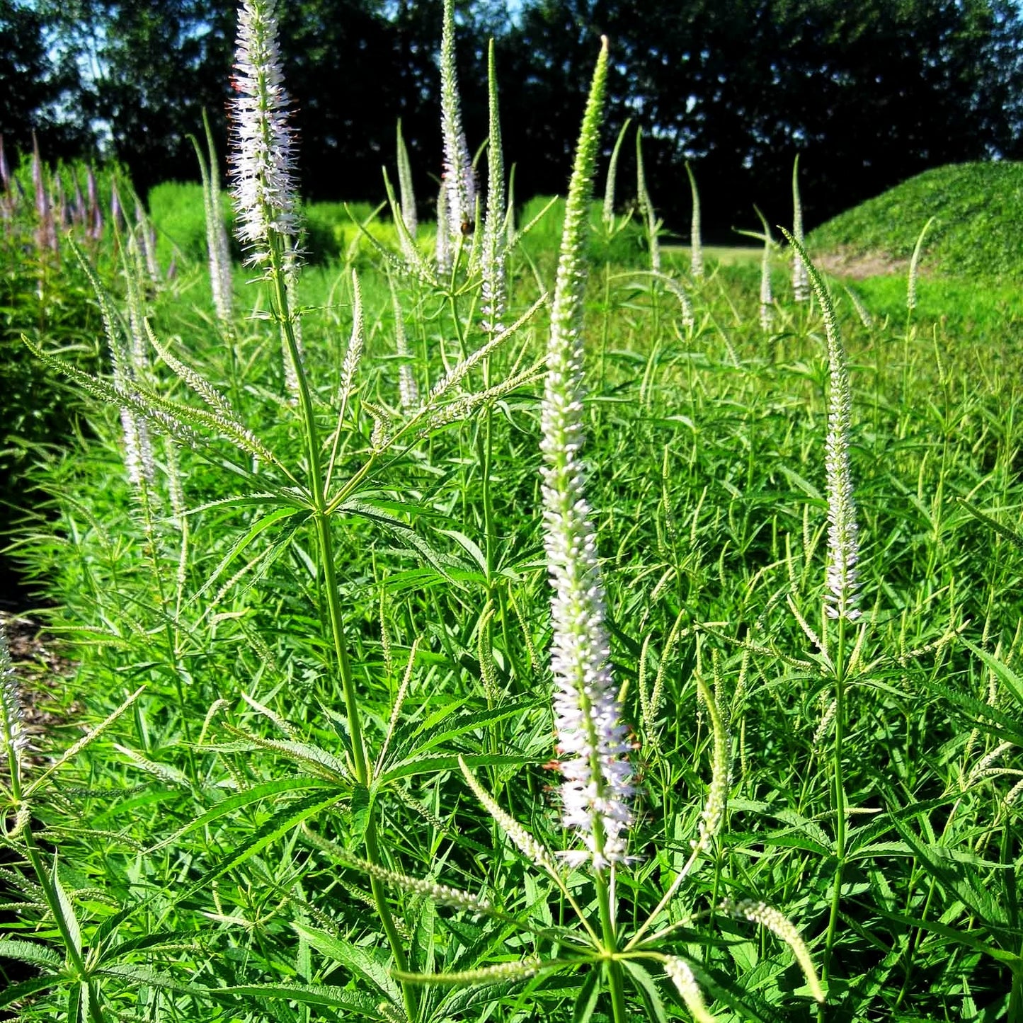 Kandelaberehrenpreis 'Lavendelturm' (Veronicastrum virginicum)