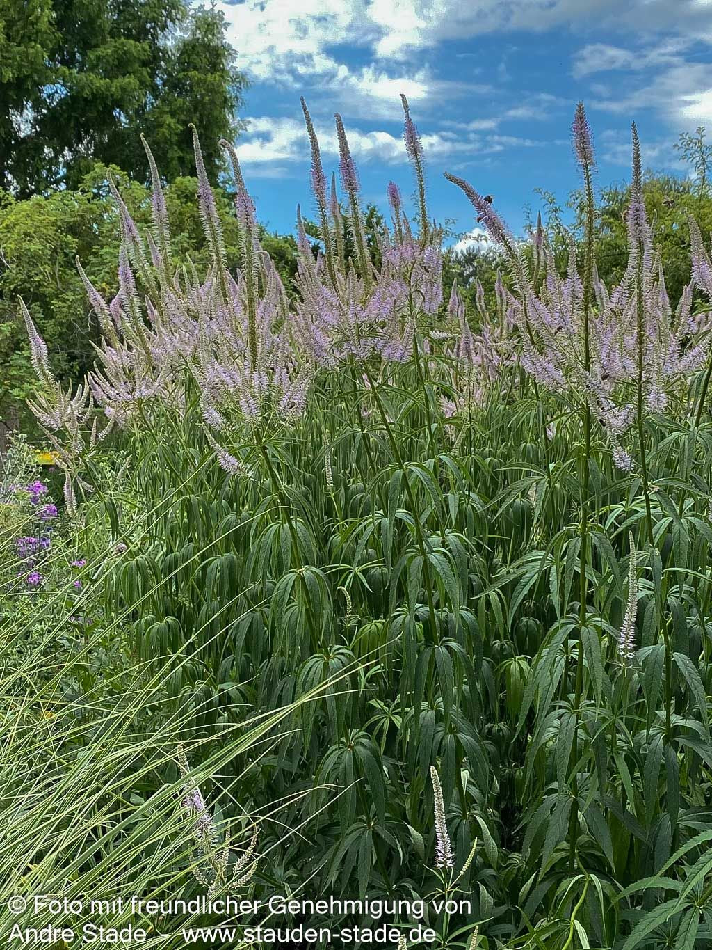 Kandelaberehrenpreis 'Lavendelturm' (Veronicastrum virginicum)
