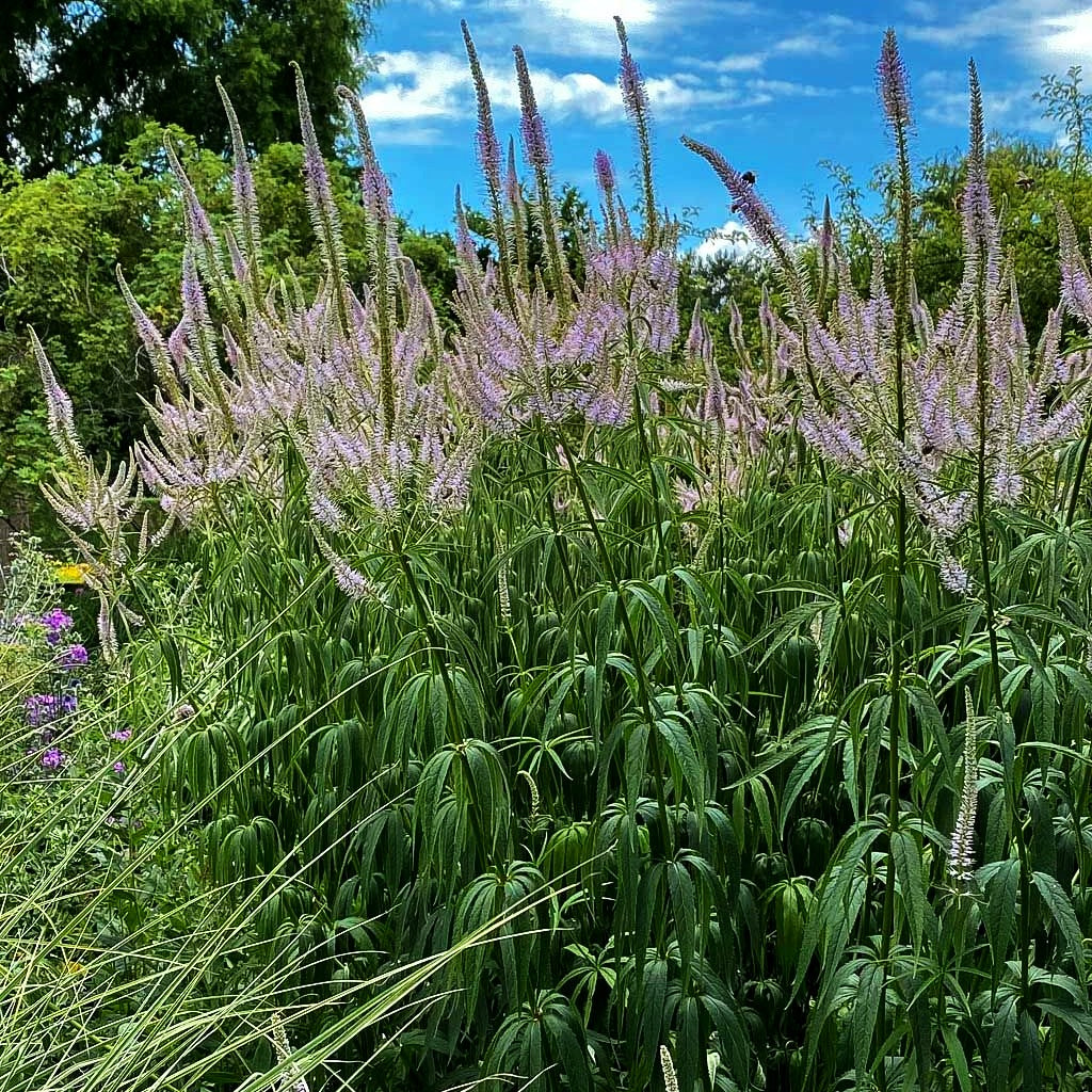 Kandelaberehrenpreis 'Lavendelturm' (Veronicastrum virginicum)