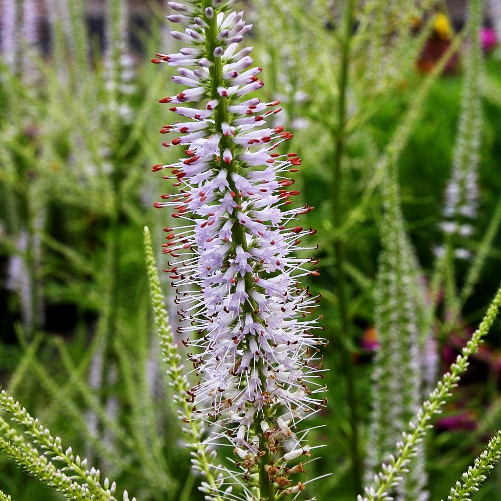 Kandelaberehrenpreis 'Lavendelturm' (Veronicastrum virginicum)