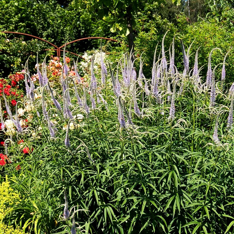 Kandelaberehrenpreis 'Lavendelturm' (Veronicastrum virginicum)