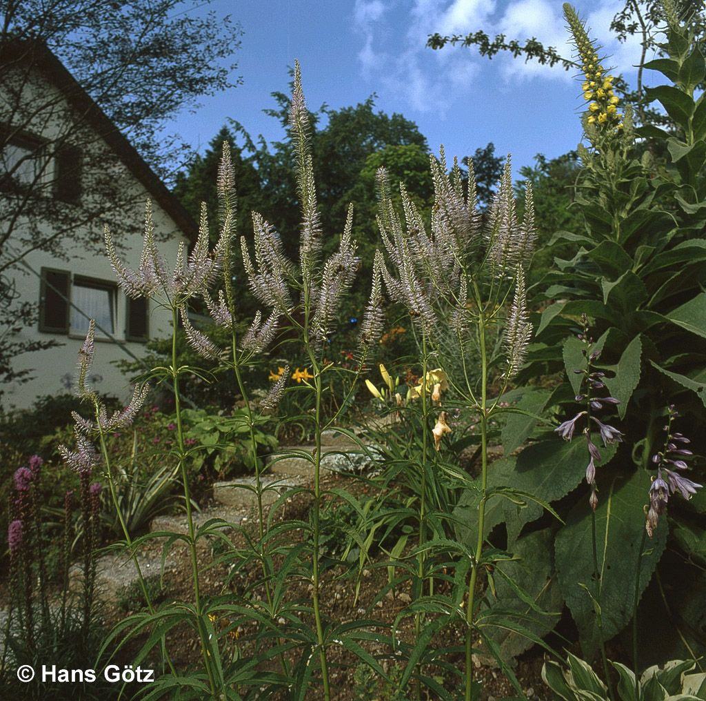Kandelaberehrenpreis 'Lavendelturm' (Veronicastrum virginicum)
