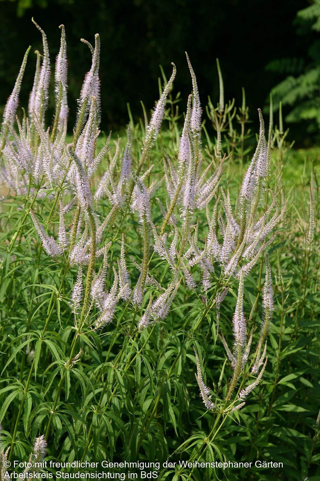 Kandelaberehrenpreis 'Lavendelturm' (Veronicastrum virginicum)