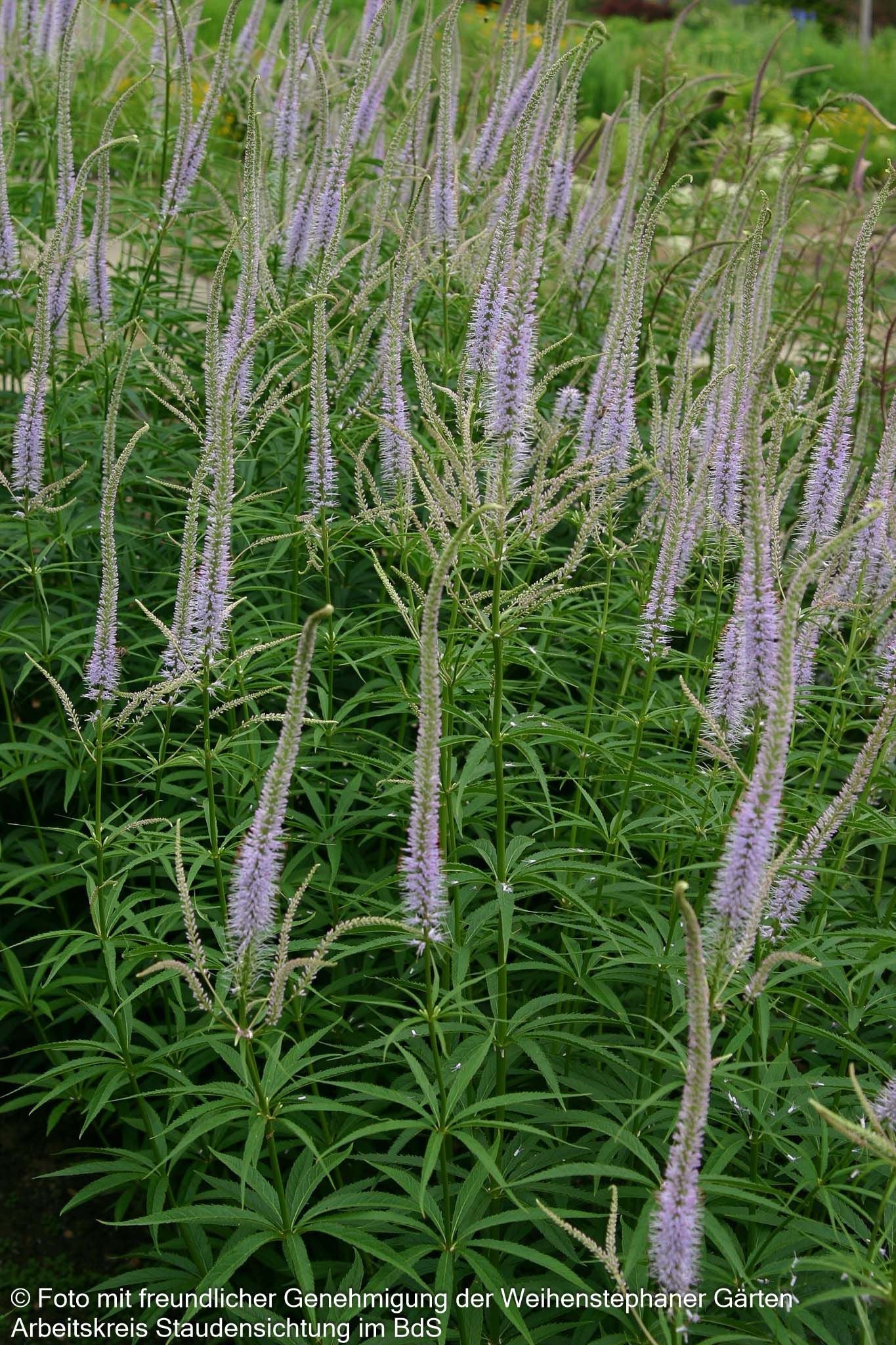 Kandelaberehrenpreis 'Lavendelturm' (Veronicastrum virginicum)