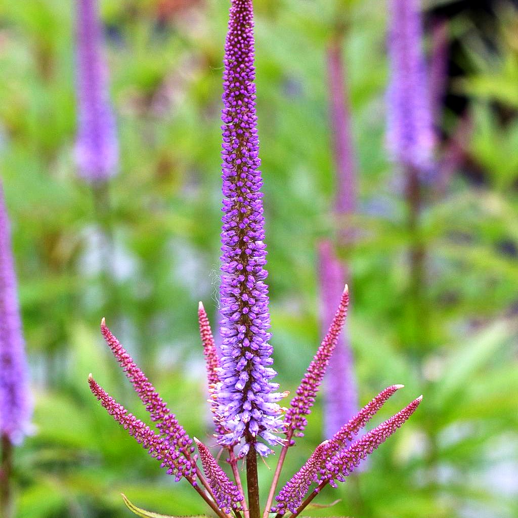 Kandelaberehrenpreis 'Red Arrows' (Veronicastrum virginicum)