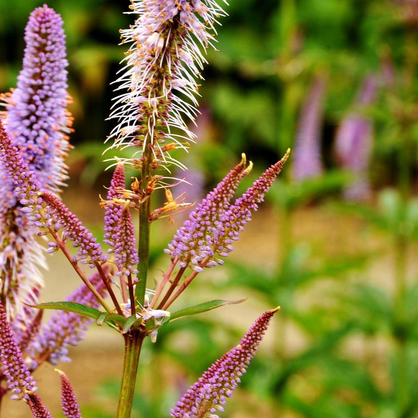 Kandelaberehrenpreis 'Red Arrows' (Veronicastrum virginicum)