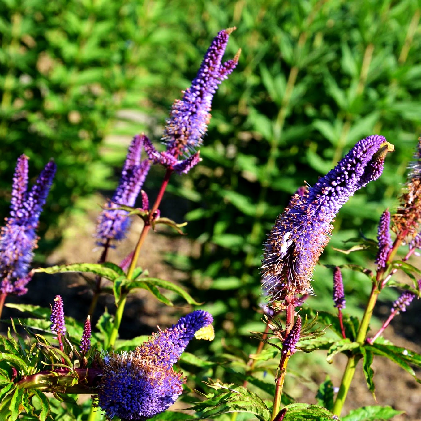 Kandelaberehrenpreis 'Red Arrows' (Veronicastrum virginicum)