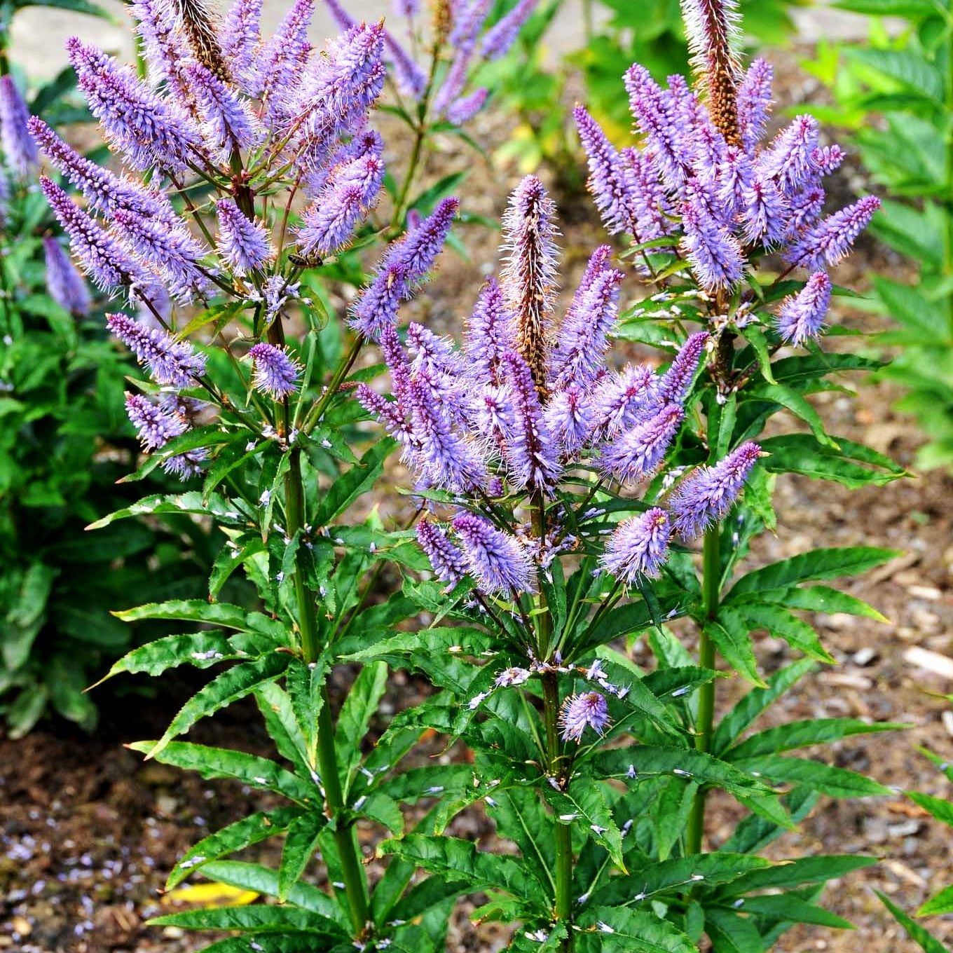Kandelaberehrenpreis 'Red Arrows' (Veronicastrum virginicum)