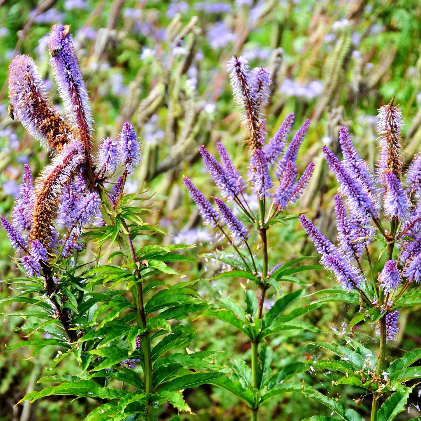 Kandelaberehrenpreis 'Red Arrows' (Veronicastrum virginicum)