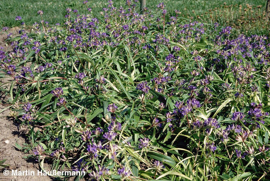 Kansu-Enzian (Gentiana gracilipes)