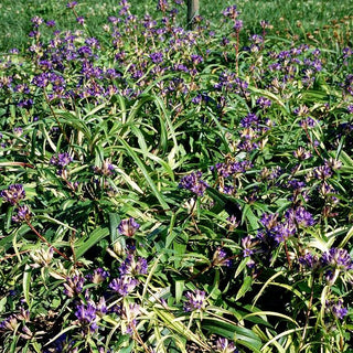 Kansu-Enzian (Gentiana gracilipes)