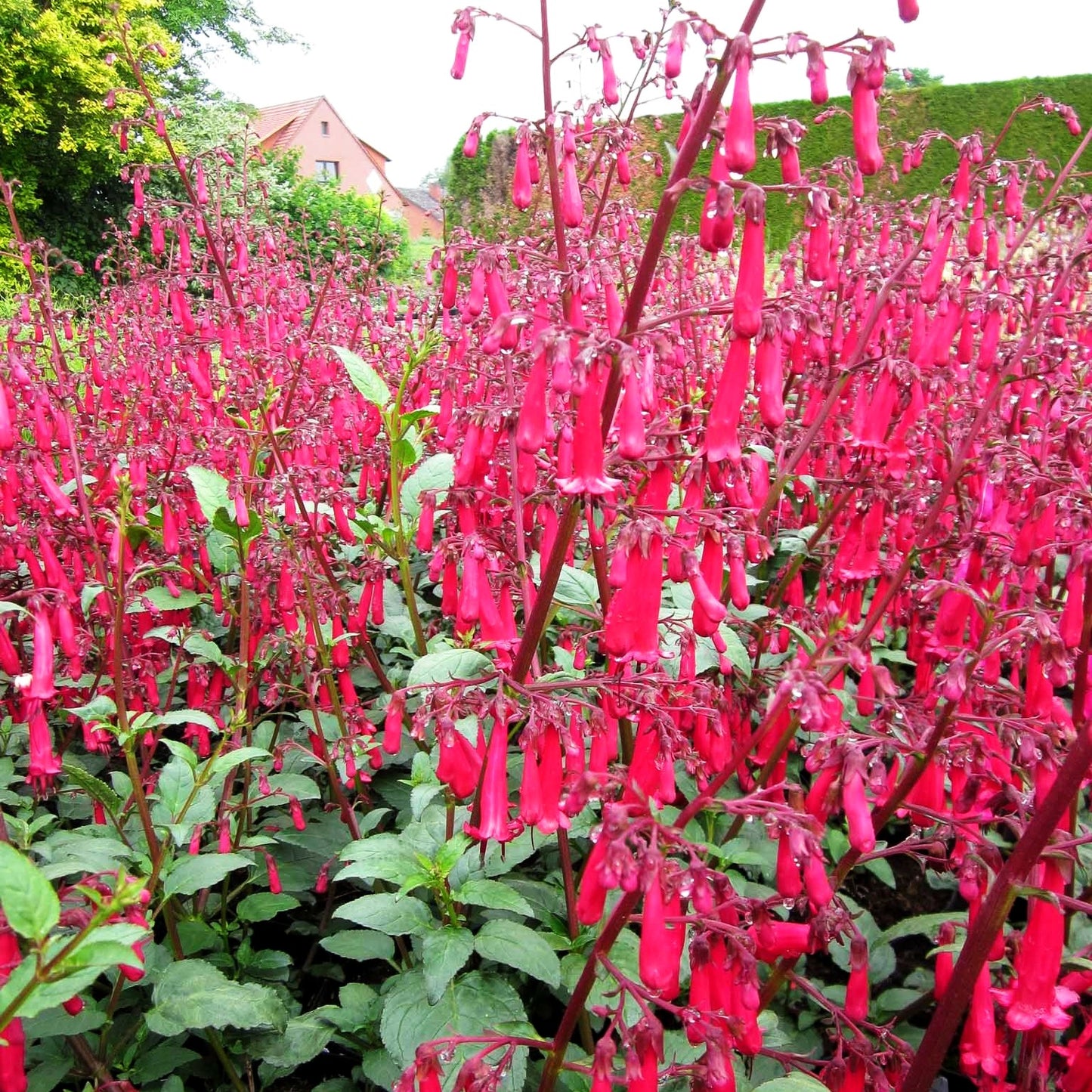 Kapfuchsie 'Cherry Ripe' (Phygelius aequalis)