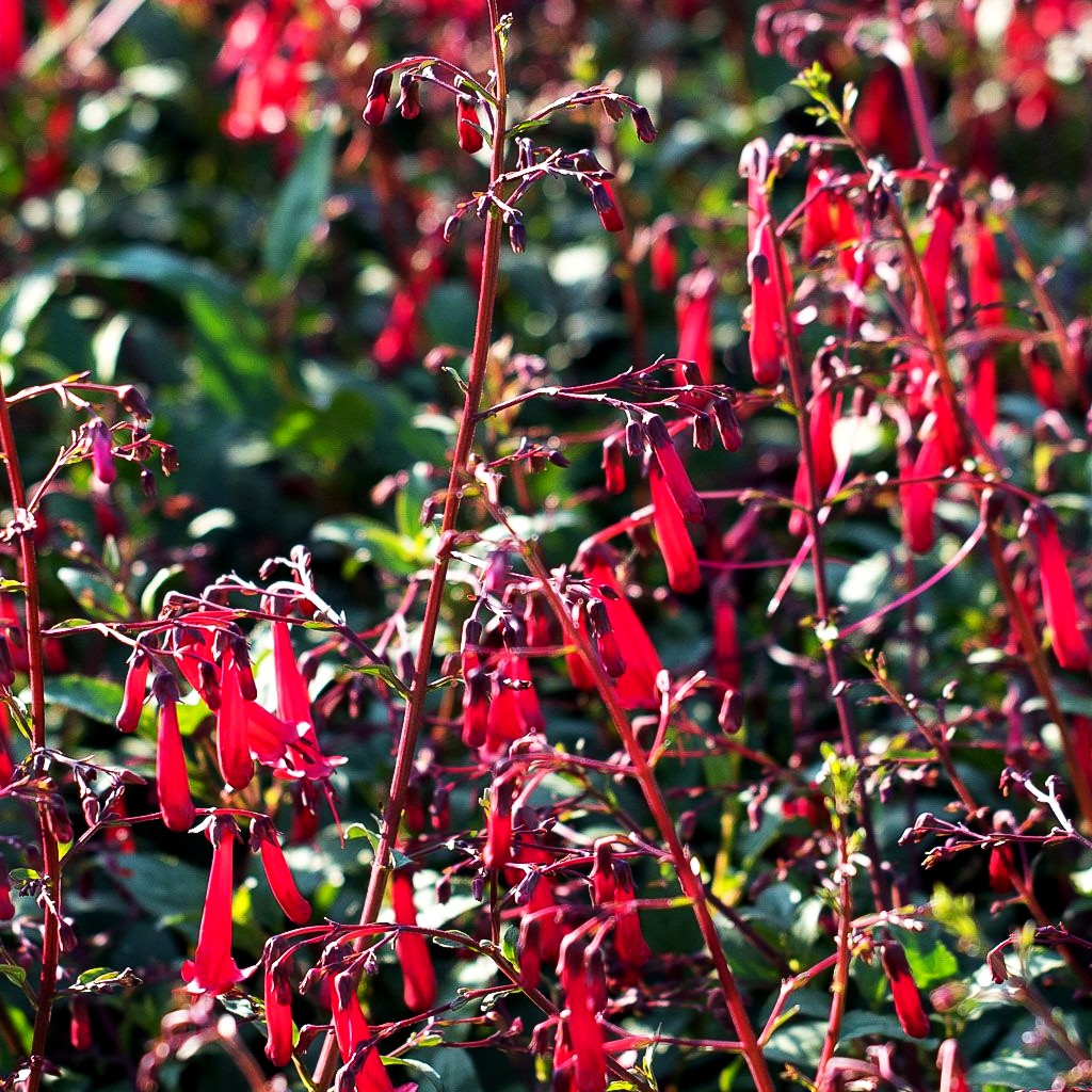 Kapfuchsie 'Cherry Ripe' (Phygelius aequalis)
