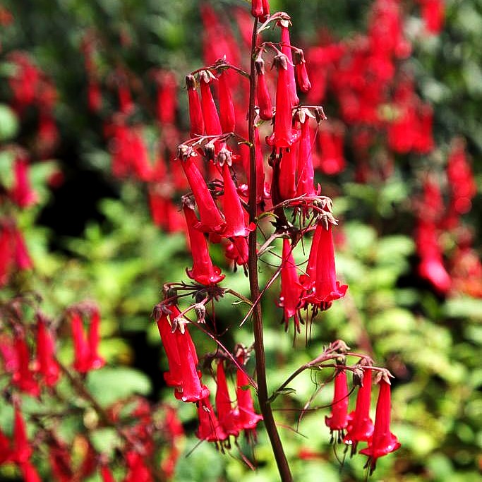 Kapfuchsie 'Cherry Ripe' (Phygelius aequalis)