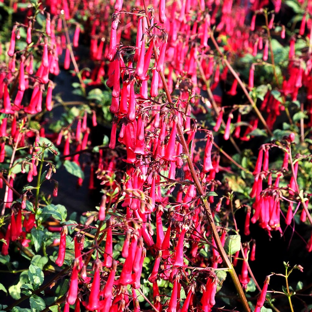 Kapfuchsie 'Cherry Ripe' (Phygelius aequalis)