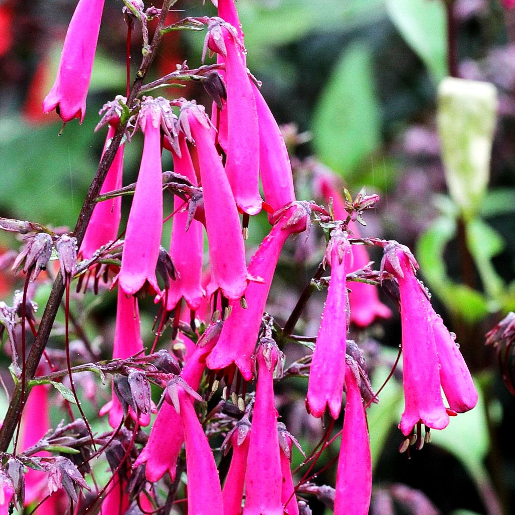 Kapfuchsie 'Sensation' (Phygelius aequalis)