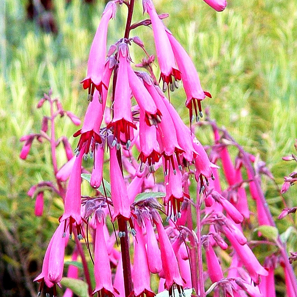 Kapfuchsie 'Sensation' (Phygelius aequalis)