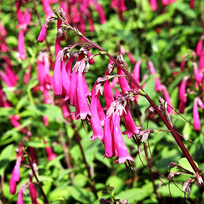 Kapfuchsie 'Sensation' (Phygelius aequalis)