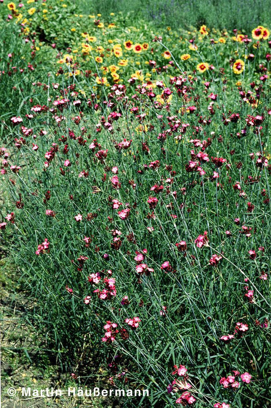 Karthäuser-Nelke (Dianthus carthusianorum)