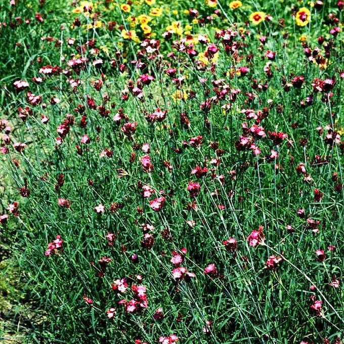 Karthäuser-Nelke (Dianthus carthusianorum)
