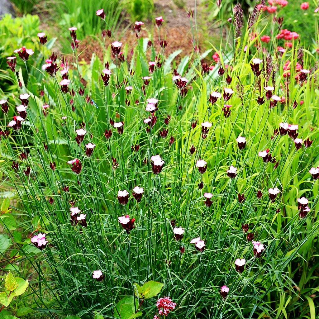 Karthäuser-Nelke (Dianthus carthusianorum)