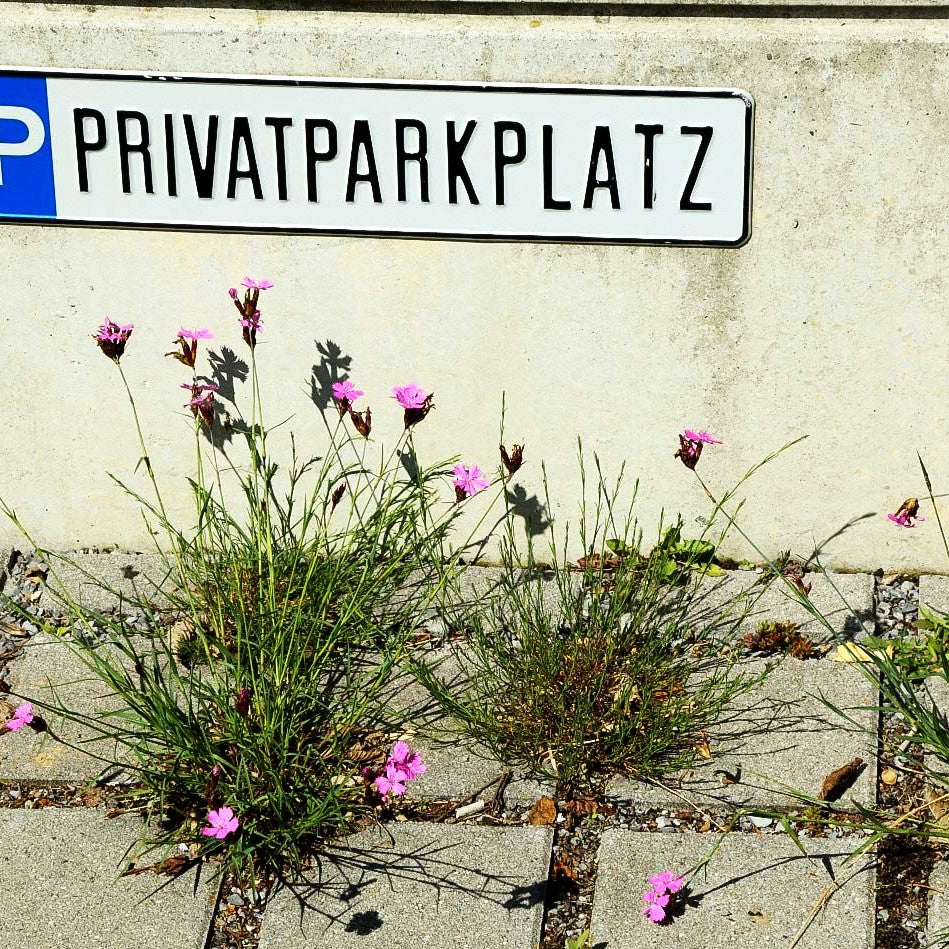 Karthäuser-Nelke (Dianthus carthusianorum)
