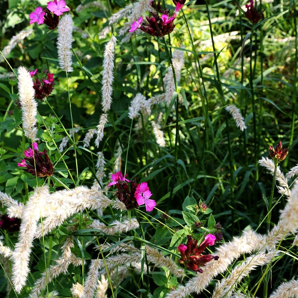 Karthäuser-Nelke (Dianthus carthusianorum)