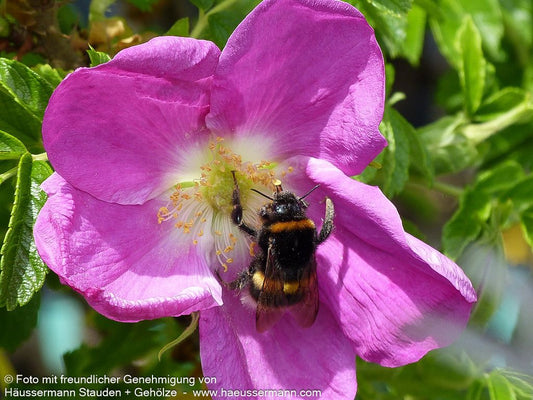 Kartoffel-Rose (Rosa rugosa)