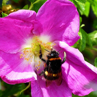 Kartoffel-Rose (Rosa rugosa)