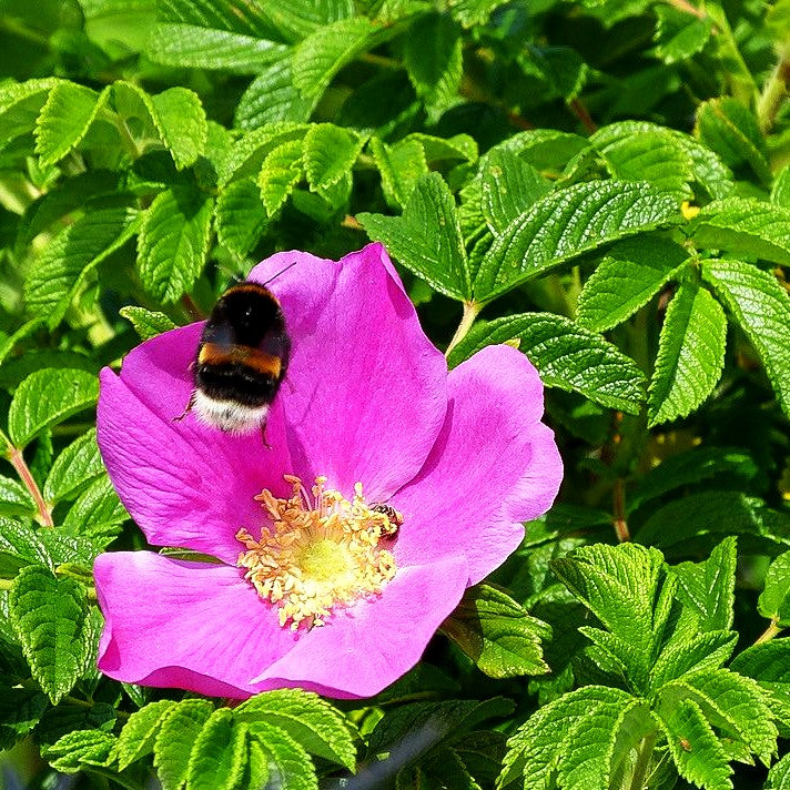 Kartoffel-Rose (Rosa rugosa)