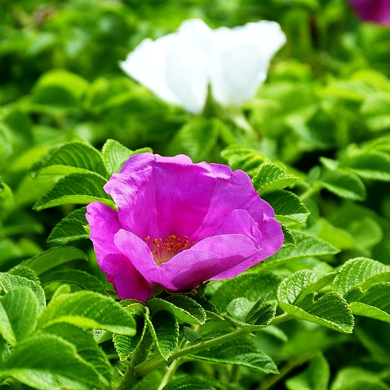 Kartoffel-Rose (Rosa rugosa)