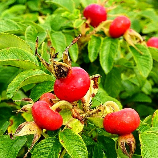 Kartoffel-Rose (Rosa rugosa)